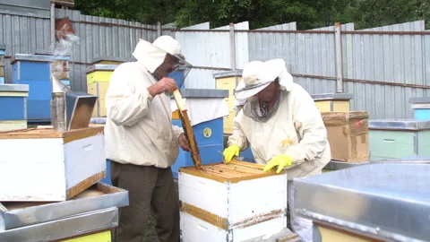 Beekeeper working on a beehive in nature Stock Footage 136267985