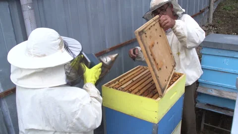 Beekeeper working on a beehive in nature Stock Footage 136268456
