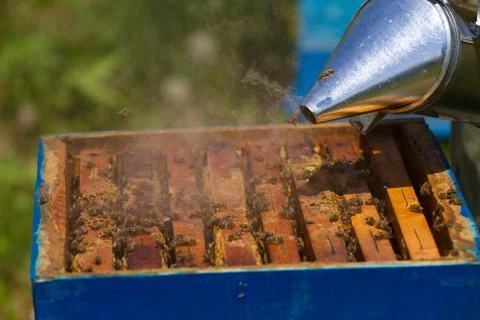 Beekeeper working on beehive Stock-Fotos