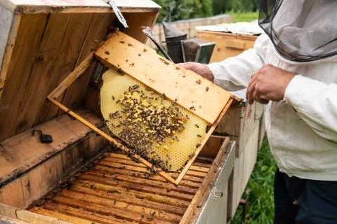 Beekeeper Working on Beehives Stock Photos