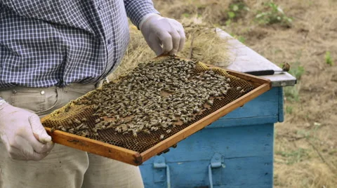 Beekeeper working with beehives. View of bees on honeycomb Stock-Footage 68654618