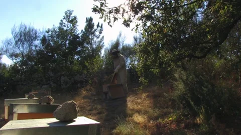 BEEKEEPER WORKING ON A BEEKEEPING PANEL WITH THE SUN BEHIND Stock Footage 95095037