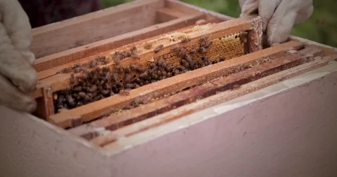 Beekeeper is working with bees and beehives on the apiary. Bees on honeycomb. Stock Footage 118422465