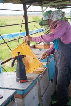 Beekeeper is working with bees and beehives on the apiary. Beekeeper on apiary Foto stock