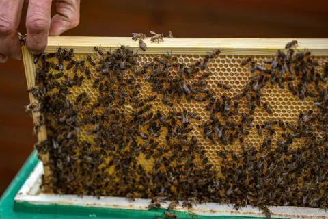Beekeeper working with bees in the apiary Stock Photos