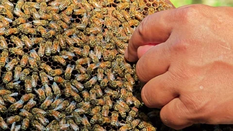 Beekeeper working collect honey. Bee. Stock Footage 304648129