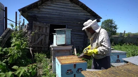 Beekeeper working collect honey. Beekeeping concept. Stock Footage 91422004