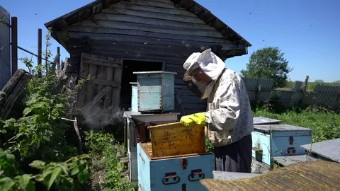 Beekeeper working collect honey. Beekeeping concept. Stock Footage 91422043