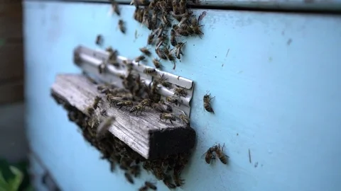 Beekeeper working collect honey. Beekeeping concept. Stock Footage 92012036