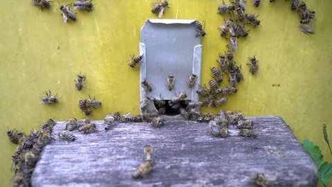 Beekeeper working collect honey. Beekeeping concept. Stock Footage 92012084