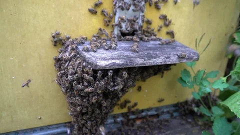 Beekeeper working collect honey. Beekeeping concept. Stock Footage 92012132