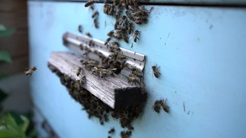 Beekeeper working collect honey. Beekeeping concept. Stock Footage 92012135