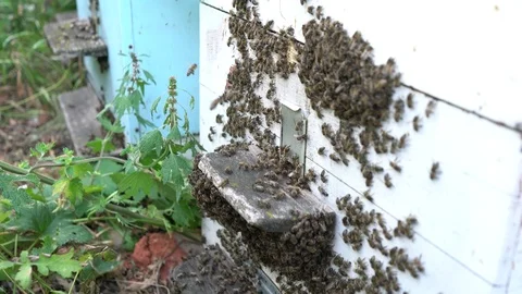 Beekeeper working collect honey. Beekeeping concept. Stock Footage 92012600