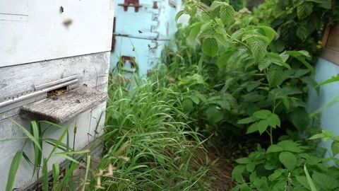 Beekeeper working collect honey. Beekeeping concept. Stock Footage 92755427