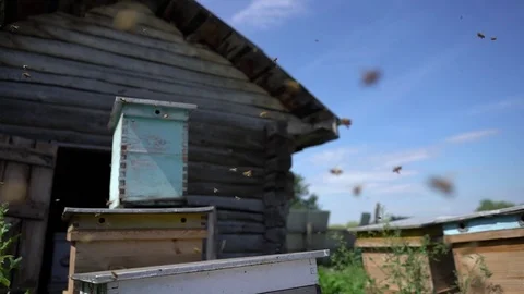 Beekeeper working collect honey. Beekeeping concept. Stock Footage 92755914