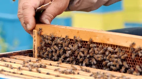 Beekeeper working collect honey.  스톡 동영상 108476236