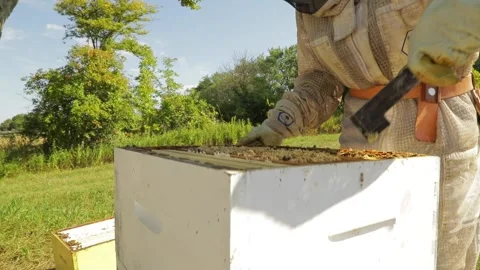 Beekeeper working with a colony of bees Vídeo Stock 205134752