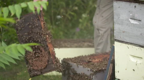 Beekeeper working Vídeo Stock 56914282