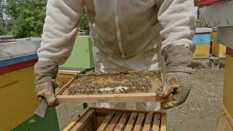 Beekeeper working Stock Footage 171558448
