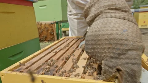 Beekeeper working Stock Footage 171558477