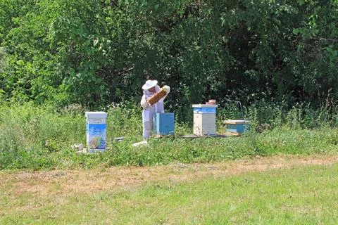 Beekeeper Working in her Bee Yard Checking Hives Stock Photos
