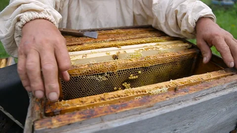 Beekeeper working in his apiary Video stock 95422813