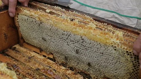 Beekeeper working in his apiary Stock Footage 95422981