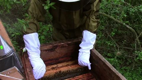 Beekeeper working in his apiary in the springtime Stock Footage 131166319