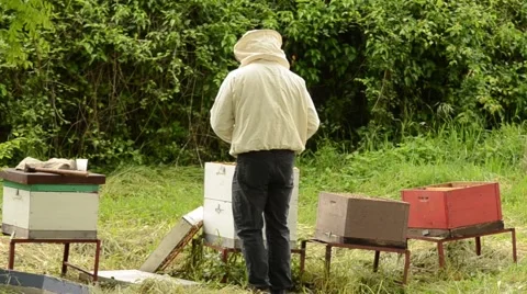 A beekeeper working with his artificial hives in the countryside of Ohrid Stock Footage 49787002