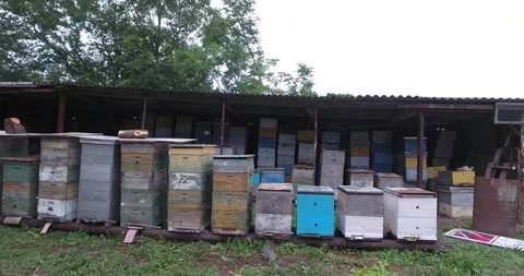 Beekeeper working in his land Video stock 171088378