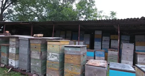 Beekeeper working in his land Stock-Footage 171090043