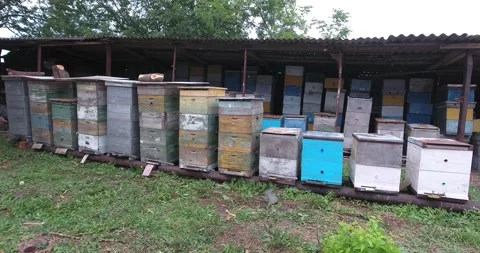 Beekeeper working in his land Stock-Footage 171091525