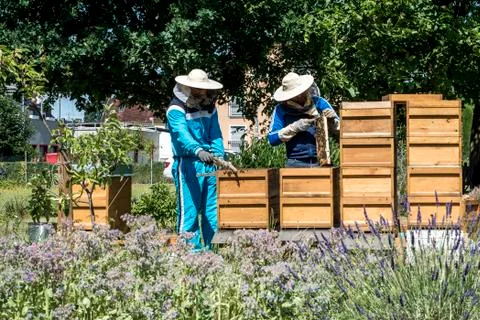 Beekeeper working in hive adds frames, watching bees. Bees on honeycombs. Fra Stock Photos