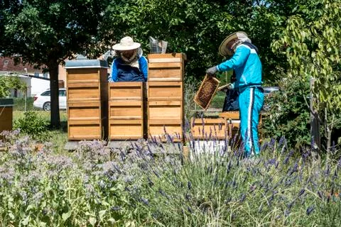 Beekeeper working in hive adds frames, watching bees. Bees on honeycombs. Fra Stock Photos