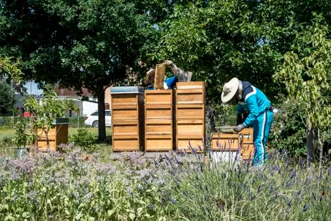 Beekeeper working in hive adds frames, watching bees. Bees on honeycombs. Fra Stock Photos