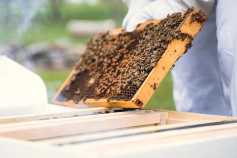 Beekeeper Working with a Hive Stock Photos
