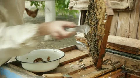 Beekeeper working with honeycombs Stock Footage