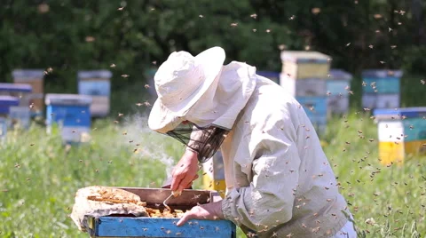 Beekeeper working with honeycombs Stock-Footage 64532248
