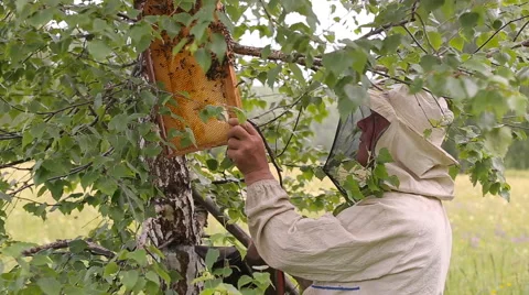 Beekeeper working with honeycombs Stock Footage 66250891