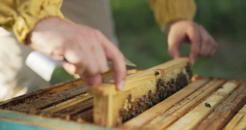 A beekeeper working in the middle of the forest at the apiaries leans over a 스톡 동영상 164978122