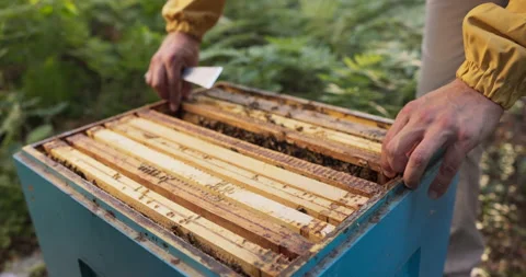 A beekeeper working in the middle of the forest at the apiaries leans over a Stockbeeldmateriaal 164984579