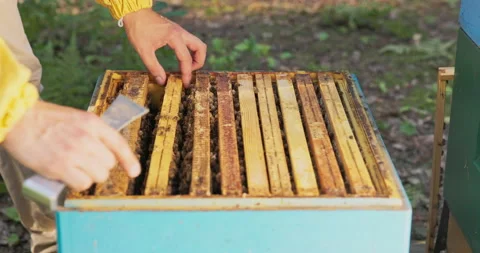 A beekeeper working in the middle of the woods at the apiaries leans over the Stock Footage 164982706