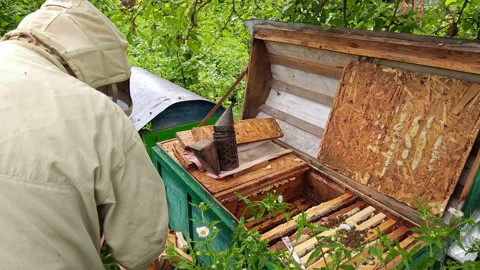 Beekeeper Working on Open Wooden Beehive with Smoker in Garden Stockbeeldmateriaal 337059318
