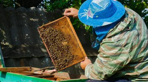 The beekeeper works in the apiary. Beehive and honey production. Stock Photos