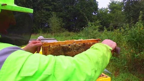 Beekeeper works in apiary Stock Footage 80008312