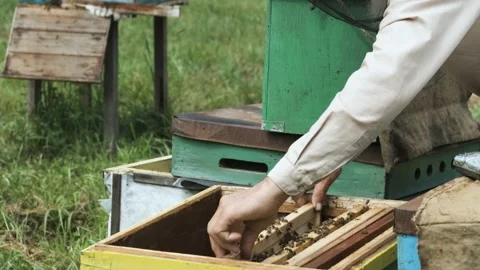 The beekeeper works in the apiary. Stock Footage 158679666