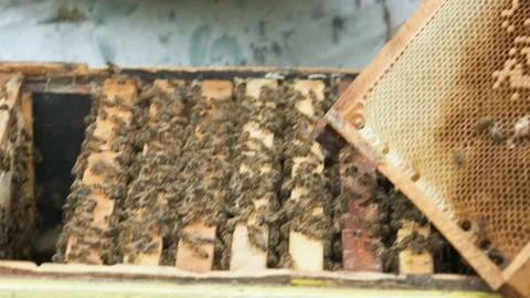 The beekeeper works in the apiary. Stock Footage 158679764