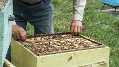 The beekeeper works in the apiary. Stock Footage 158679862