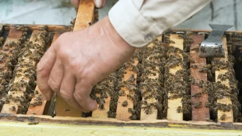 The beekeeper works in the apiary. Stock Footage 158679918