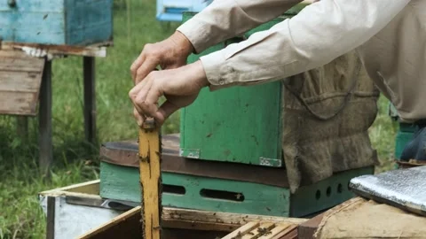 The beekeeper works in the apiary. Stock Footage 159051992